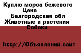 Куплю морса бежевого › Цена ­ 8 000 - Белгородская обл. Животные и растения » Собаки   